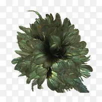 孔雀羽毛