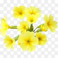 新鲜盛开的小黄花