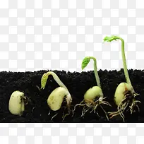 绿豆微古植物特写后萌发过程