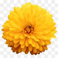 黄色有观赏性大花蕾一朵大花实物