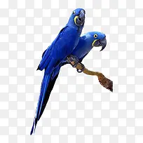 树枝上的蓝色鹦鹉