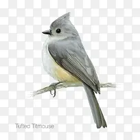 Tufted TItmouse