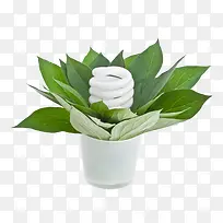 绿色植物与节能灯