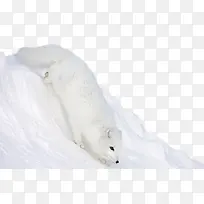 小白狐图片
