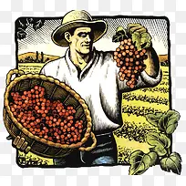 忙着采摘葡萄的农夫