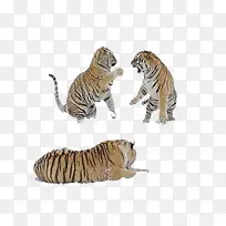 三只老虎打架图