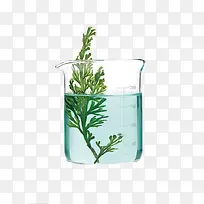 玻璃杯中的绿色植物