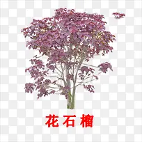 花石榴