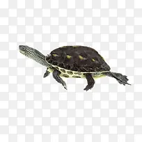 一只王八