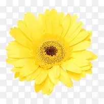 抽象花朵图片植物花卉素材 黄色