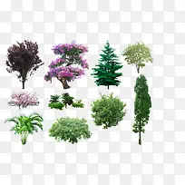 多种美丽植物大树
