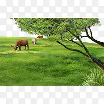 非洲草原牛绿色繁茂背景
