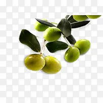 富含优质食用植物油的橄榄素材