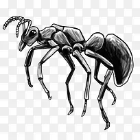 黑色的蚂蚁