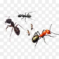 一群小蚂蚁