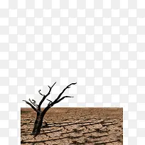枯萎的树干与干涸的土地