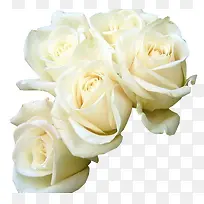 五朵白色唯美玫瑰花素材
