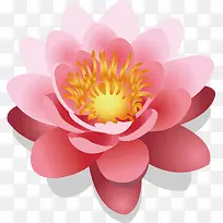 莲花