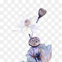白色莲花莲蓬手绘植物素材