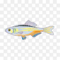卡通热带鱼彩色小鱼
