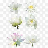 白色莲花素材背景