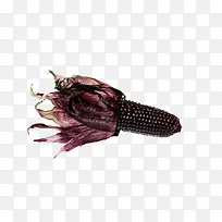 实物带叶子的黑紫色粘玉米