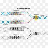 DNA复制矢量图