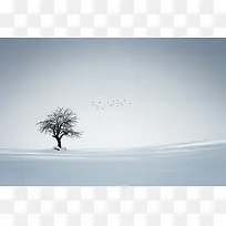 白色冬日景色飞鸟大树