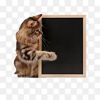 猫咪