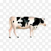 奶牛牧场素材图片
