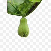 绿色葫芦科植物佛手瓜