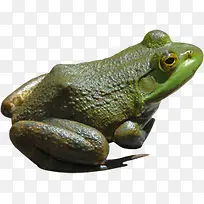 绿色小青蛙