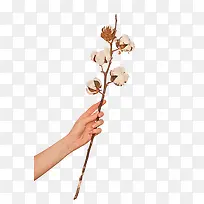 实物手持棉花枝
