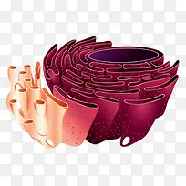 彩色线粒体纵截面结构图透明png