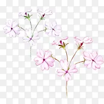 两珠花卉图片素材