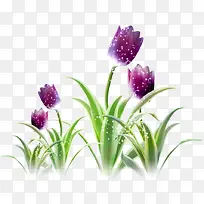 紫色郁金香