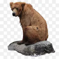 坐在石头上狗熊