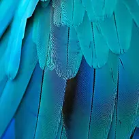 蓝色动物羽毛