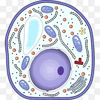 彩色卡通生物细胞结构中的线粒体