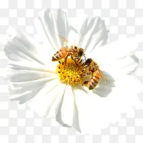白色花朵蜜蜂采蜜春天