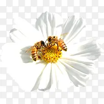 清新夏季白色花朵蜜蜂