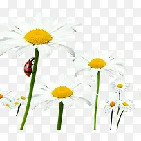 白色唯美春天花朵瓢虫爬行