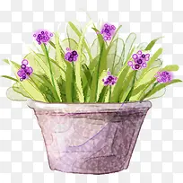 紫色梦幻盆栽植物