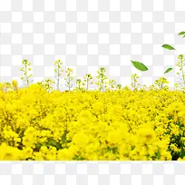 黄色春季油菜花开