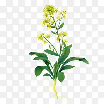 油菜花免抠下载