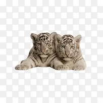 两只白虎