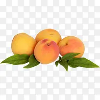 桃子植物黄色效果