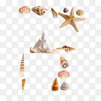 海洋贝壳类