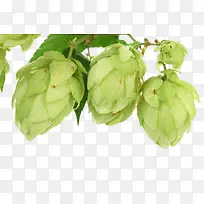 绿色果状植物啤酒酒花实物