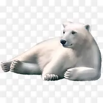 趴着的北极熊